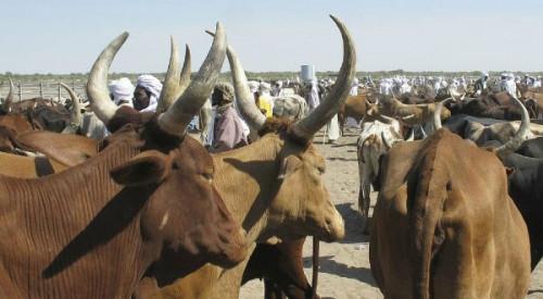 Depuis 2013, Boko Haram a volé aux éleveurs camerounais, du bétail pour une valeur d’environ 3 milliards FCFA (Banque mondiale)