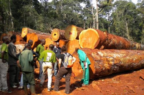 Une vingtaine de sociétés forestières suspendues d’activités au Cameroun pour exploitation illégale du bois