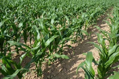Le Turc Paksan Tekstil Sanayii veut planter 5000 hectares de maïs à Wassande, dans la région camerounaise de l’Adamaoua
