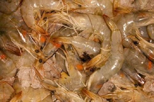 Pêche : les pays ACP veulent aider le Cameroun à doper ses exportations de crevettes
