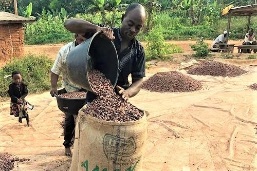 Cacao : le prix du kilogramme approche 2 000 FCFA au Cameroun, après six hausses entre septembre et novembre 2023
