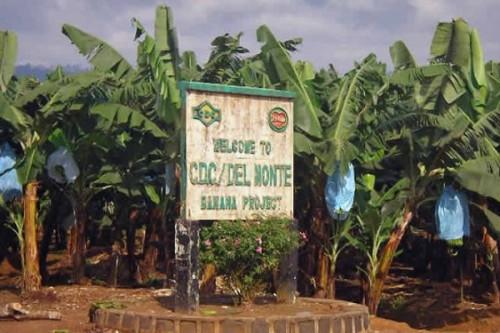 Bananes : l’embellie chez l’agro-industriel CDC devrait booster la production au Cameroun au 1er trimestre 2022