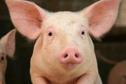 Filière porcine : le Cameroun importe des reproducteurs après la perte de 22,5% du cheptel de la région de l’Ouest