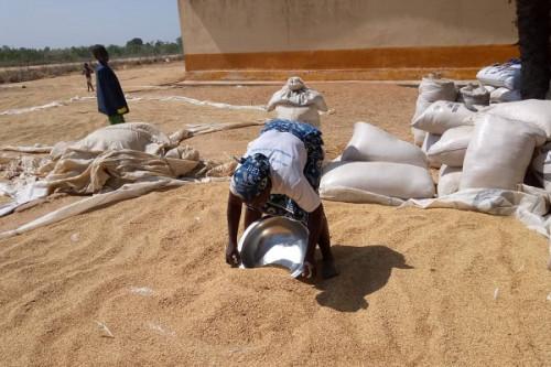 Céréales : la région de l’Extrême-Nord du Cameroun réduit son déficit de production à 15 000 tonnes en 2022