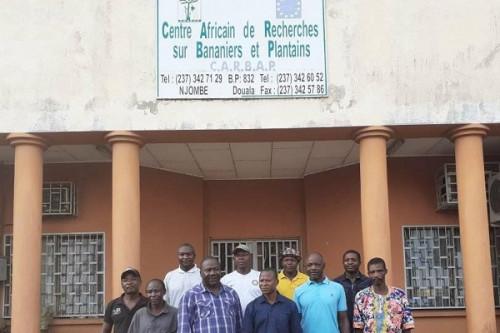 Njombé : péril sur les activités du Centre africain de recherche sur bananiers et plantains