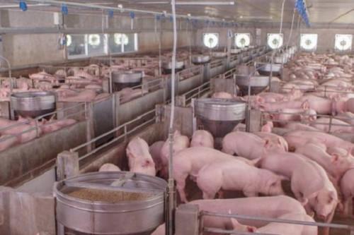 Le spectre de la peste porcine africaine plane sur les bassins de production du Cameroun