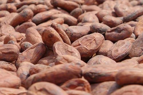 Cacao : nouvelle hausse des prix des fèves au Cameroun, à 1250 FCFA le kilogramme
