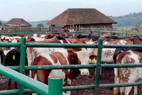 Semences bovines : la construction des centres de production en vue à Jakiri, Faro et Ndokayo