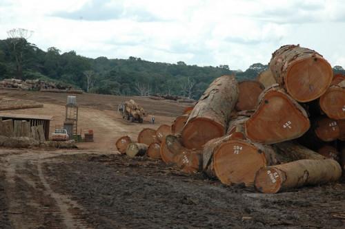 Entre janvier et septembre 2018, les exportations du bois camerounais vers la Grande Bretagne ont baissé de 17%