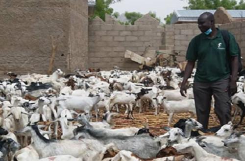En trois ans, la Banque mondiale a injecté plus de 58 milliards de FCFA dans l’élevage au Cameroun