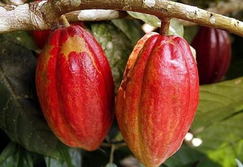 A plus de 1000 FCFA, le prix bord champ du kilogramme de cacao au Cameroun résiste bien à l’arrivée des pluies