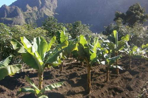 Cacao, banane plantain, huile de palme : plus de 450 000 plants à distribuer aux producteurs de la région du Littoral