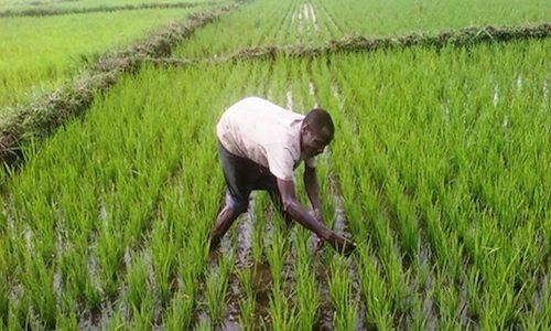 Prescriptions d'une commission gouvernementale pour redynamiser la Semry dans la production du riz au Cameroun