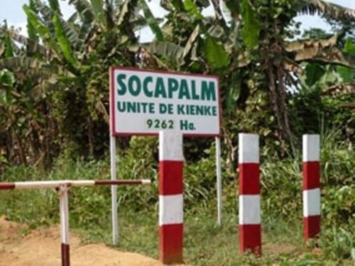 Socapalm, filiale camerounaise de Socfin, affiche un bénéfice net de 10,3 milliards FCFA en 2017, après 5 milliards en 2016