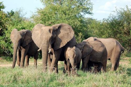 Plus de 100 éléphants en divagation détruisent les champs et les récoltes à l’Extrême-Nord du Cameroun