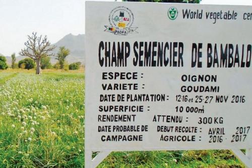 Semences : le Cameroun se prépare à transférer 47 fermes à des opérateurs privés pour dynamiser la production