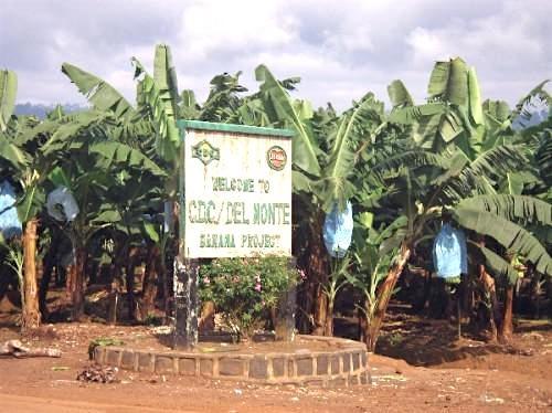 L’Agro-industriel camerounais CDC s’inquiète de «la situation critique» de son cash-flow