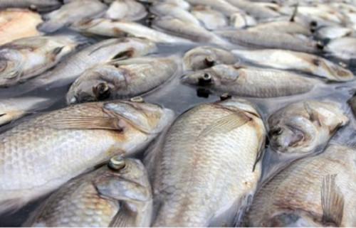 Saisie de plus de 6400 tonnes de poissons pêchés illégalement dans le barrage de Lagdo, pendant le repos biologique