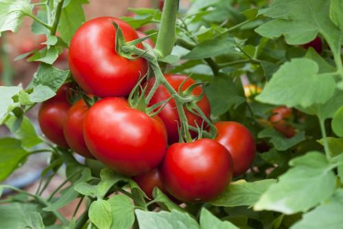 Agro-alimentaire : le Camerounais Delifood veut investir 4 milliards de FCFA dans une unité de transformation de tomates