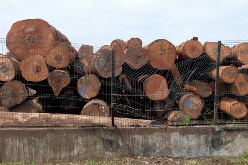 Exploitation forestière : hausse annoncée de la production du bois au Cameroun au premier trimestre 2022