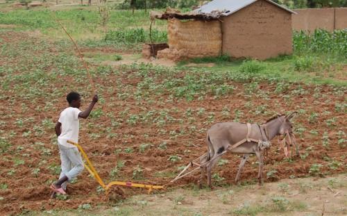 L'Union européenne soutient les activités agropastorales dans la région de l'Extrême-Nord Cameroun