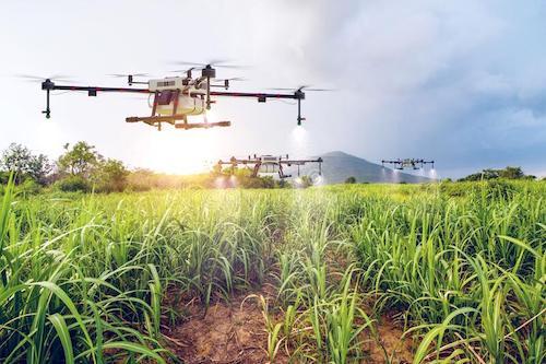 Production de sucre : la Sosucam recrute des sous-traitants pour l’épandage de ses plantations via des drones