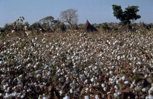La production cotonnière camerounaise projetée à 600 000 tonnes en 2025