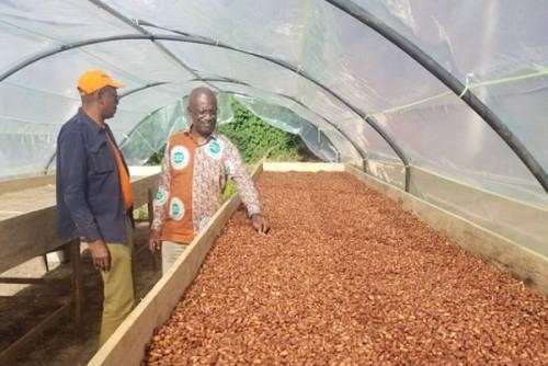 Léger rebond du prix du kilogramme de fèves de cacao sur le marché camerounais