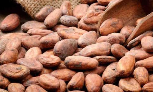 Au Cameroun, le prix des fèves de cacao atteint de nouveau la barre de 1 000 FCFA le kilogramme