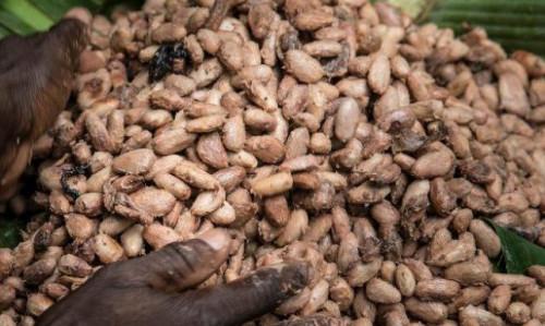 Au Cameroun, après avoir de nouveau franchi la barre de 1 000 FCFA le Kg en octobre 2018, les prix du cacao sont redescendus à un peu plus de 900 FCFA