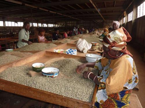 Au cours de la campagne 2016-2017, le café camerounais s’est frayé neuf nouveaux débouchés dans le monde
