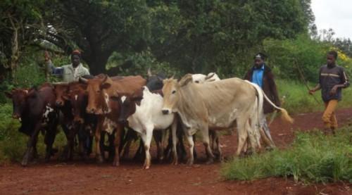 Près de 195 millions FCFA pour les acteurs agropastoraux de la région camerounaise de l’Adamaoua