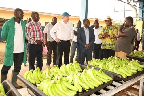 L’UE proroge de 2 ans son programme d’accompagnement des producteurs de bananes au Cameroun