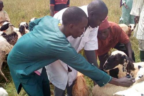 Pour prévenir la peste des petits ruminants, 3,8 millions de bêtes ont été vaccinées au Cameroun entre 2018 et 2019