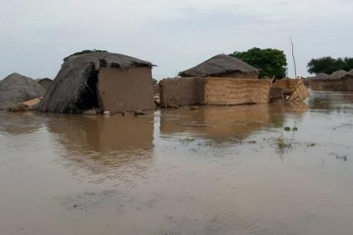 Inondations et éléphants détruisent plus de 11 000 tonnes de céréales dans le Mayo-Danay, à l’Extrême-Nord du Cameroun