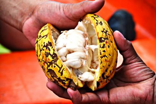 Telcar Cocoa, 1er exportateur de fèves au Cameroun, a acheté 43 700 tonnes de cacao certifié en 2016-2017, soit plus de 50% de ses expéditions