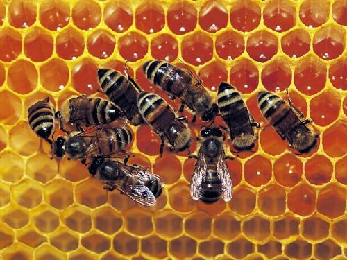 La production du miel chute de 70% dans l’Adamaoua, l’un des principaux bassins de production du Cameroun