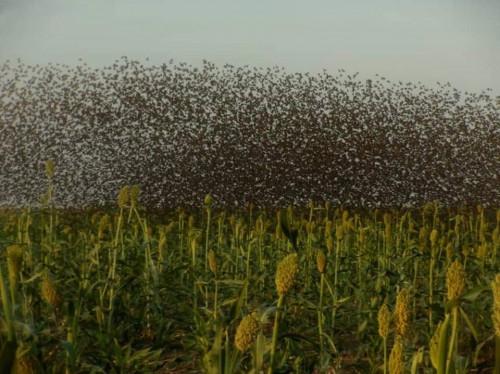 Céréales : les oiseaux granivores menacent la production dans la région de l’Extrême-Nord du Cameroun