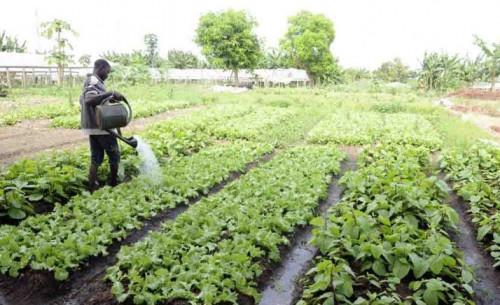 La BAD et le BIT, favorables aux projets agricoles pour freiner l’exode rural des jeunes en Afrique centrale