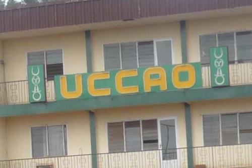 L’Uccao, la plus grande coopérative de producteurs de café du Cameroun, recherche un directeur général