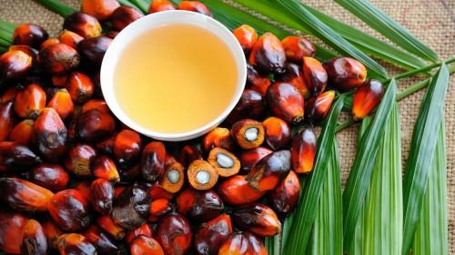 Chute vertigineuse de la production d’huile de palme de l’agro-industriel camerounais CDC au premier semestre 2019