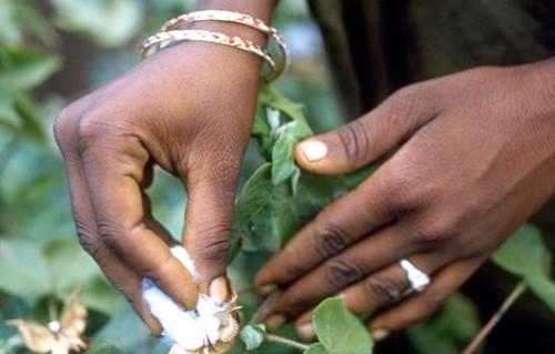 Les essais sur la culture du coton transgénique au Cameroun livreront leurs résultats définitifs au cours de cette année 2018