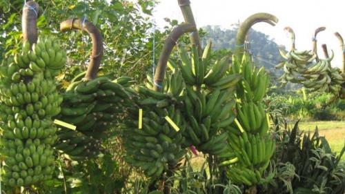 La grande distribution européenne accusée de vouloir détruire l’industrie de la banane au Cameroun, en Côte d’Ivoire, au Ghana…