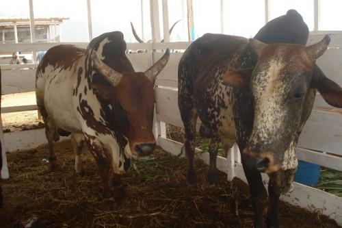 Le Français Coopex Montbéliarde décroche un marché 541 millions FCFA pour la reproduction des bovins au Cameroun