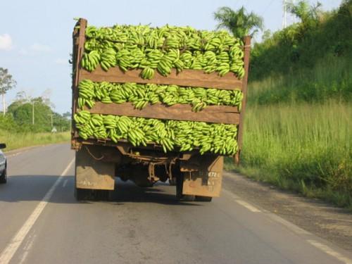 Cameroun : la CDC suspend son activité de commercialisation de la banane hors standard pour 2016