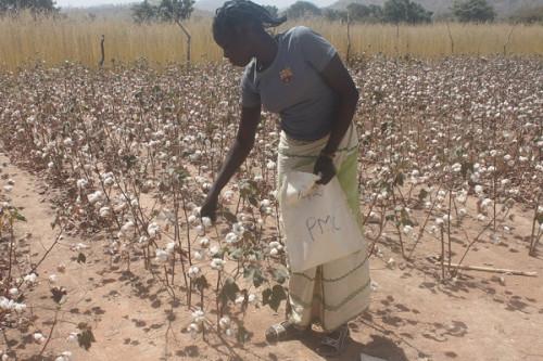 Les premières indemnisations versées aux producteurs camerounais de coton au titre de l’assurance agricole indicielle
