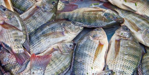 Un nouvel agropole de production de poissons d’eau douce lancé dans l’Est du Cameroun, permettra de produire 183 tonnes par an