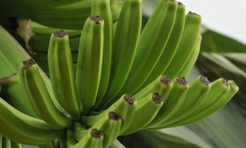 Le Cameroun a exporté 21 497 tonnes de bananes en février 2019, en hausse de 2 745 tonnes par rapport à la même période en 2018