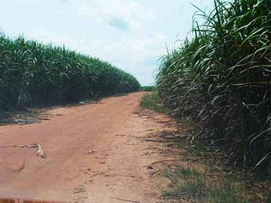 Sosucam obtient le certificat de conformité pour l’extension de ses plantations de cannes à sucre