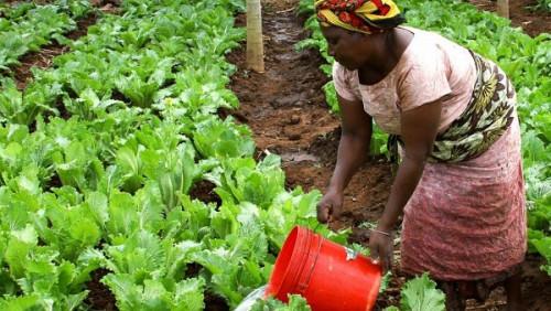 Le Cameroun prépare une loi sur l’agriculture biologique
